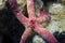 A Multipore Sea Star Linckia multifora in the Red Sea