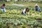 Multiracial people working while picking up lettuce plant - Focus on center woman face