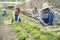 Multiracial people working while picking up lettuce plant - Soft focus on african man hands