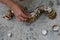 Multistage decorative caterpillar made of bivalve seashells on concrete beach molo, small girl hand adding final shells on to