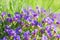 Multitude Aubrieta small blue flowers in grass on alpine glade