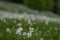 Multitude of daffodils or narcissus flowers on famous mountain of Golica in slovenian Karawanken massiv. Beautiful sunny day with