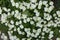 Multitude of white flowers of Oenothera speciosa