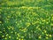 Multitude of yellow flower dandelion on the green grass background, horizontal view.