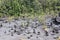 Multitudes of cairns built from volcanic rock on the floor of Kilauea`s Iki Crater surrounded by plant life