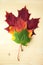 Multocolored maple leaves on wooden background. Autumn leaf