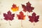 Multocolored maple leaves on wooden background. Autumn leaf