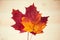 Multocolored maple leaves on wooden background. Autumn leaf