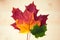 Multocolored maple leaves on wooden background. Autumn leaf