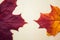 Multocolored maple leaves on wooden background. Autumn leaf