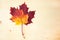 Multocolored maple leaves on wooden background. Autumn leaf with copy space