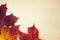 Multocolored maple leaves on wooden background, close up. Autumn leaf close up with copy space