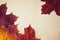 Multocolored maple leaves on wooden background, close up. Autumn leaf close up with copy space