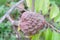 Mulwo fruit or also called buah nona or Annona reticulata