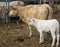 Mum and baby cow and calf australian beef cattle