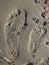 Mum and child, footprint in the sand
