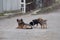 Mum dog and pups in the street