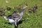 Mum duck drives the young ducklings