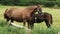 Mum and foal horses love. Horses love