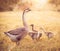 mum goose with babies goose inside farm