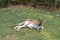 Mum kangaroo resting on green grass in park with baby joey in pouch