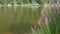 Mummelsee, Germany - July 23, 2022: View of the lake and on the shore, in the forest of the Black Forest