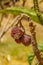 Mummified fruit of loquat