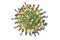 Mumps virus structure