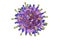 Mumps virus structure