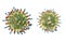 Mumps virus structure