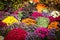 Mums on display at the Frederik Meijer Gardens in Grand Rapids Michigan