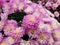 Mums plant with pink and yellow flower petals blooming