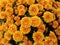 Mums plant with yellow or orange flower petals blooming
