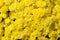 Mums Wild flowers colorful yellow blooms