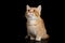 Munchkin Cat on Black background