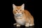 Munchkin Cat on Black background