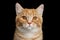 Munchkin Cat on Black background