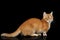 Munchkin Cat on Black background