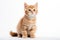 Munchkin Cat Stands On A White Background