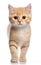 Munchkin Fluffy Cat standing at the camera in front isolated of white background