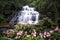 Mundang waterfall and snapdragon flower at Phuhinrongkla national park in Phitsanulok.Pink Habenaria rhodocheila hance wild orchid