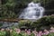 Mundang waterfall and snapdragon flower at Phuhinrongkla national park in Phitsanulok.Pink Habenaria rhodocheila hance wild orchid