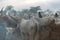 MUNDARI TRIBE, SOUTH SUDAN - MARCH 11, 2020: People shepherd grazing skinny cows with large sharp horns among smoke in savanna in