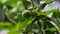 Mundu rata (Garcinia dulcis, baniti, taklang-anak, maphuut, ma phut, yellow mangosteen)