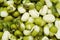 Mung bean