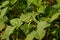 Mung bean crop close up in agriculture field,Flowering and swelling of beans in pods,field of Vigna,Harvest of green fresh beans