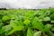 Mung bean cultivation in agriculture