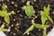 Mung bean microgreens in growing tray on a white background. Fresh green sprouted mung beans. Young plant growing in soil.