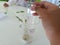 Mung Beans in Action: How Students Explore the Dynamics of Plant Development