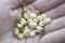 Mung beans sprouts in palm